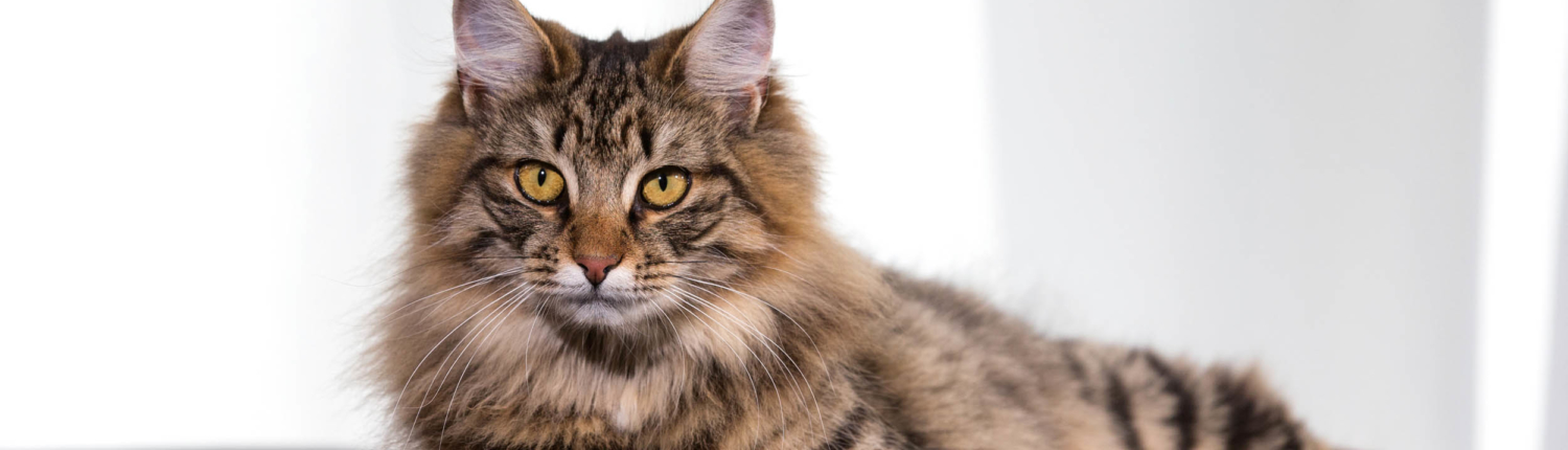 Prins kucing header vitalcare Prins kucing header vitalcare