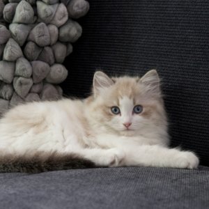 jakartapetfoods.com PRINS kitten home jakartapetfoods.com PRINS kitten home