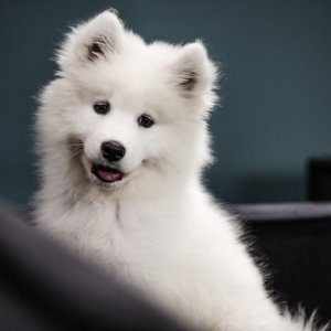 jakartapetfoods.com PRINS puppy home jakartapetfoods.com PRINS puppy home