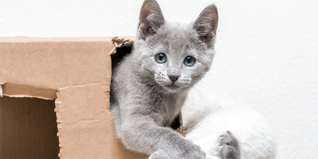 seni pet foto memotret anak kucing ciluk bah seni pet foto memotret anak kucing ciluk bah