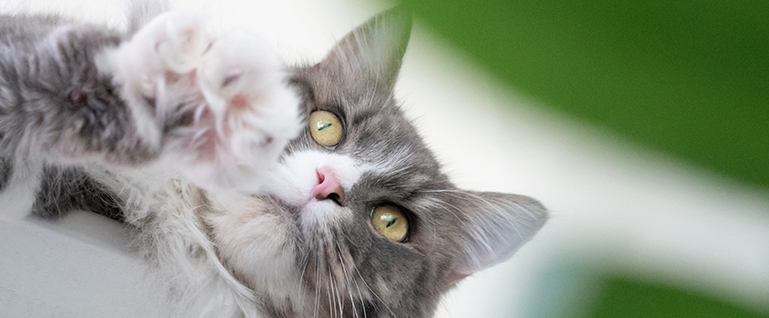 pet foto memotret kucing - Prins 4 Indonesia pet foto memotret kucing - Prins 4 Indonesia