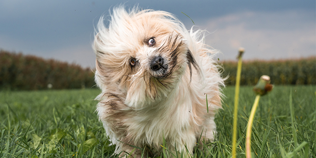 seni pet foto memotret anjing Indonesia seni pet foto memotret anjing Indonesia