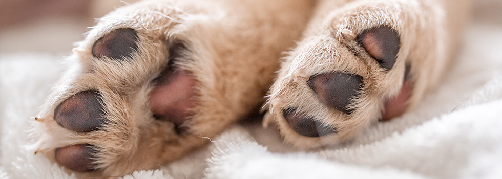 seni pet foto memotret anjing (kaki anjing) seni pet foto memotret anjing (kaki anjing)