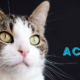melihara kucing - Prins Cat Academy the Netherlands