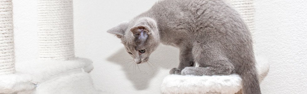 jakartapetfoods article kitten