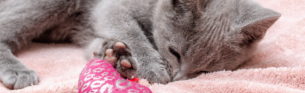jakartapetfoods article kitten sleep