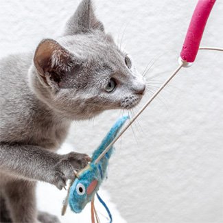jakartapetfoods article kitten play