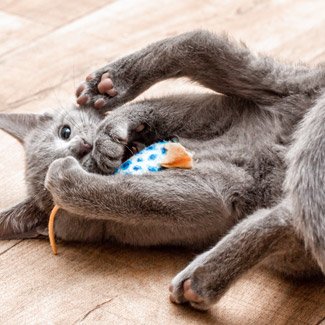 jakartapetfoods article kitten play