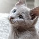 jakartapetfoods article kitten header