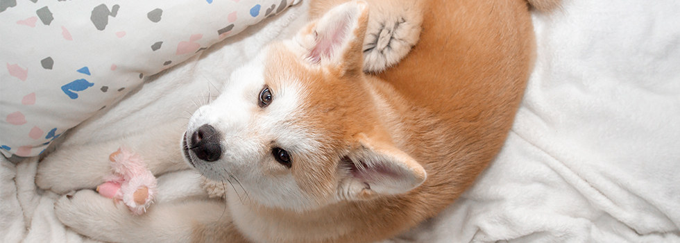 Prins Petfoods pup play