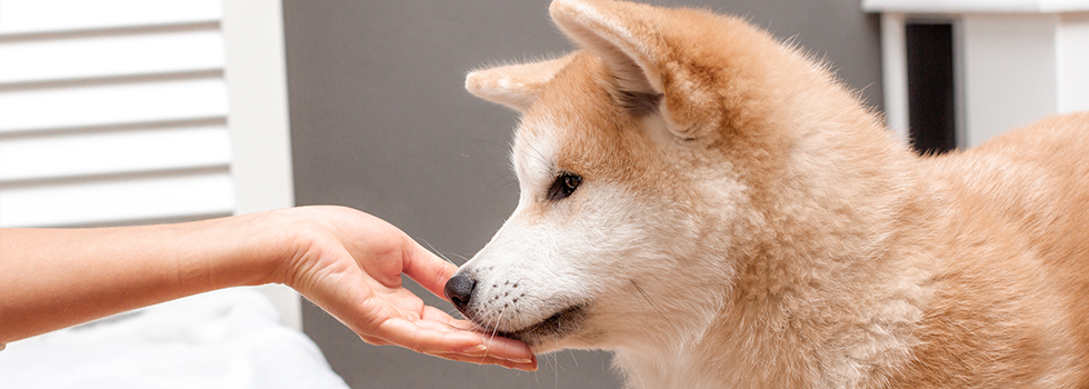 Prins Petfoods pup feeding