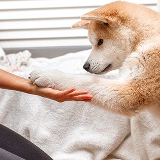 Prins Petfoods pup training