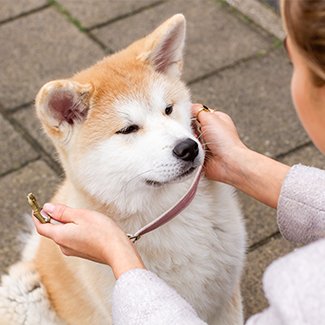 Prins Petfoods walking your puppy