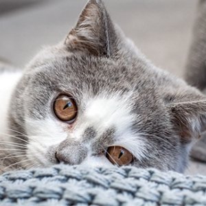 jakartapetfoods - Prins - beauty is in the eyes of the beholder