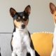 Puberty in dogs - tips in dealing with your adolescent dog - Prins Indonesia - jakartapetfoods
