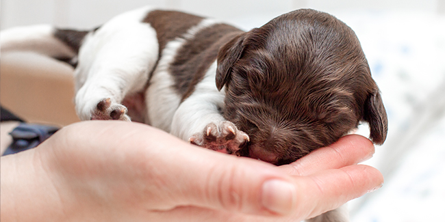 Puppy in hand - Prins Indonesia - jakartapetfoods