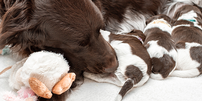 Mother with puppies - Prins Indonesia - jakartapetfoods